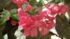 dsc004682_small.jpg