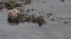 dsc00693_small.jpg